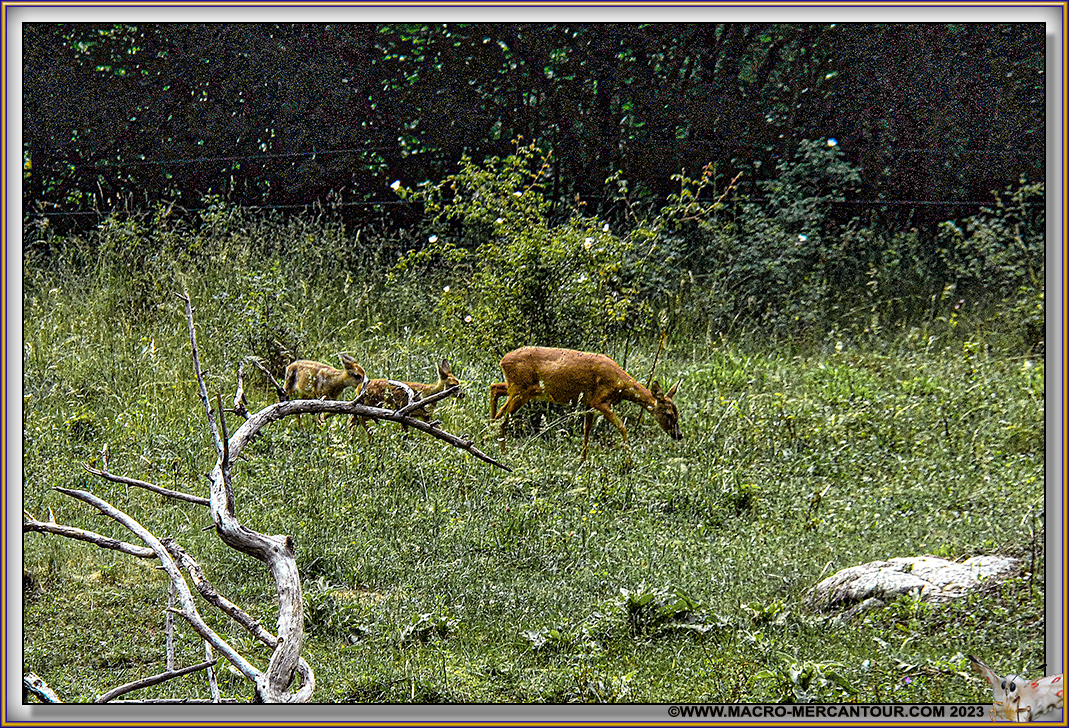 BICHE et FAONS